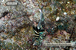 Spotted Drum (Equetus punctatus)